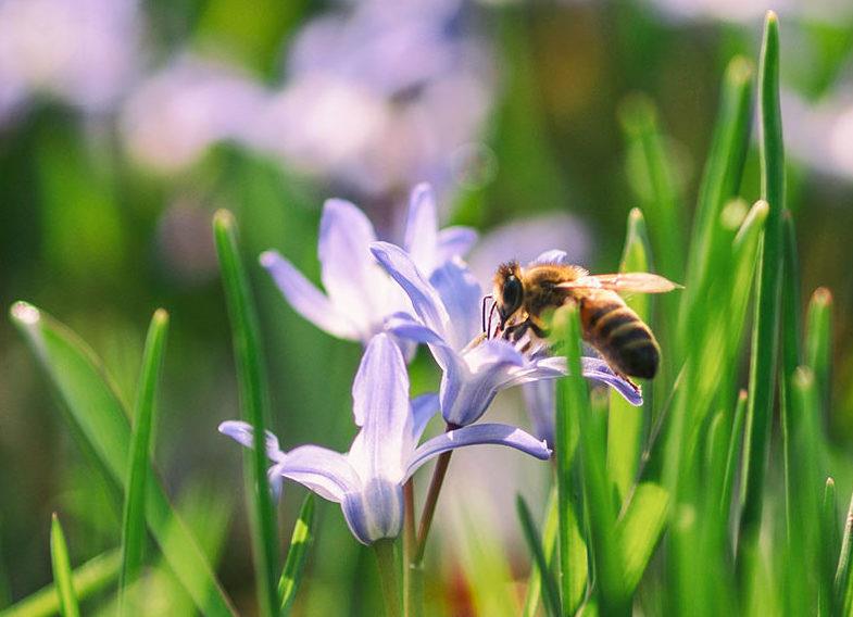 S'engager pour la sauvegarde de la biodiversité avec la solution OpenBee